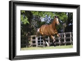 Thoroughbred 001-Bob Langrish-Framed Photographic Print