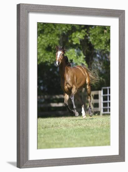 Thoroughbred 002-Bob Langrish-Framed Photographic Print