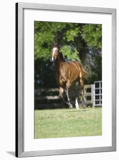 Thoroughbred 002-Bob Langrish-Framed Photographic Print