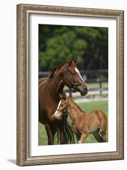 Thoroughbred 004-Bob Langrish-Framed Photographic Print