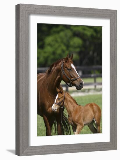 Thoroughbred 004-Bob Langrish-Framed Photographic Print