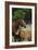 Thoroughbred 004-Bob Langrish-Framed Photographic Print