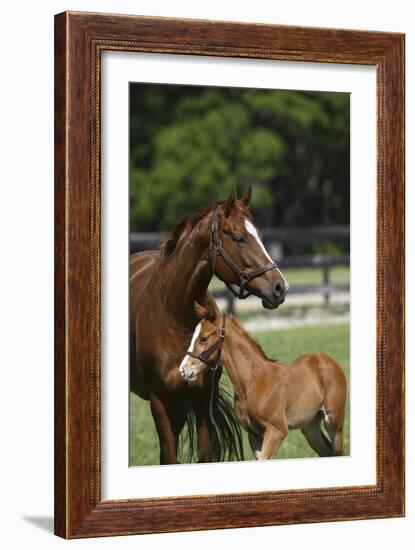 Thoroughbred 004-Bob Langrish-Framed Photographic Print