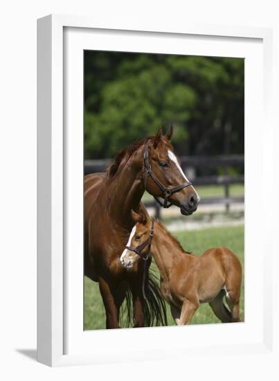 Thoroughbred 004-Bob Langrish-Framed Photographic Print