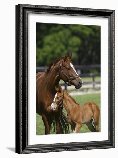 Thoroughbred 004-Bob Langrish-Framed Photographic Print