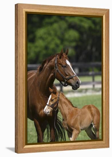 Thoroughbred 004-Bob Langrish-Framed Premier Image Canvas