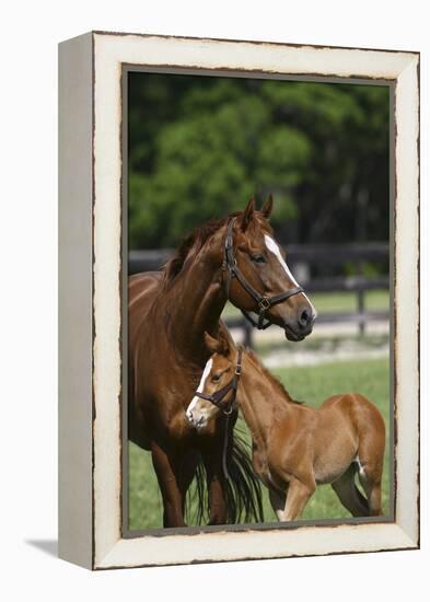 Thoroughbred 004-Bob Langrish-Framed Premier Image Canvas