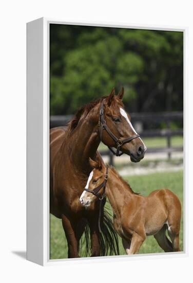 Thoroughbred 004-Bob Langrish-Framed Premier Image Canvas