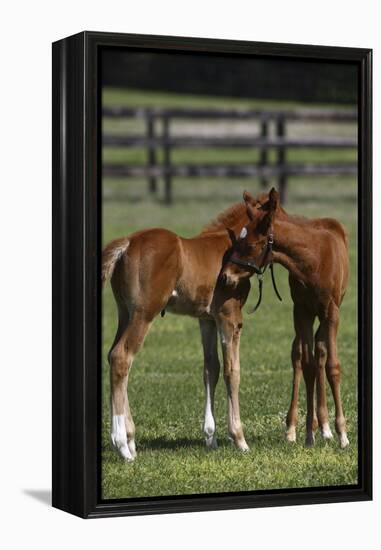 Thoroughbred 005-Bob Langrish-Framed Premier Image Canvas