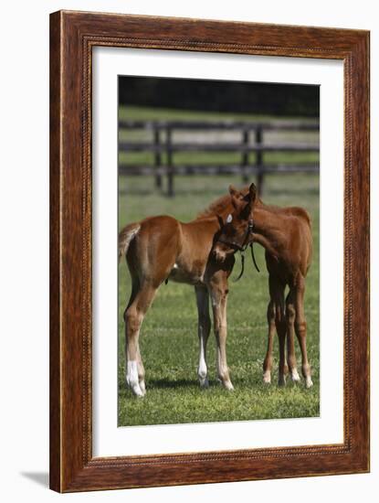 Thoroughbred 005-Bob Langrish-Framed Photographic Print