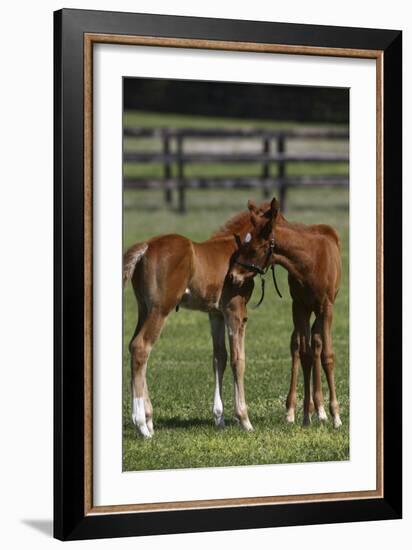 Thoroughbred 005-Bob Langrish-Framed Photographic Print