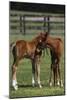 Thoroughbred 005-Bob Langrish-Mounted Photographic Print