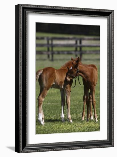 Thoroughbred 005-Bob Langrish-Framed Photographic Print