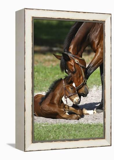 Thoroughbred 007-Bob Langrish-Framed Premier Image Canvas