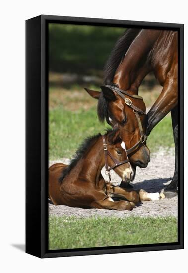 Thoroughbred 007-Bob Langrish-Framed Premier Image Canvas