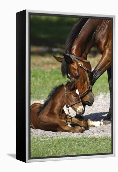 Thoroughbred 007-Bob Langrish-Framed Premier Image Canvas