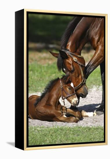 Thoroughbred 007-Bob Langrish-Framed Premier Image Canvas