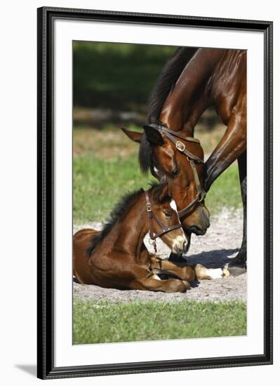 Thoroughbred 007-Bob Langrish-Framed Photographic Print