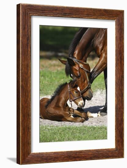 Thoroughbred 007-Bob Langrish-Framed Photographic Print