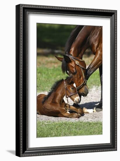 Thoroughbred 007-Bob Langrish-Framed Photographic Print