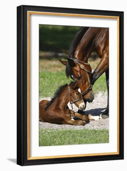 Thoroughbred 007-Bob Langrish-Framed Photographic Print