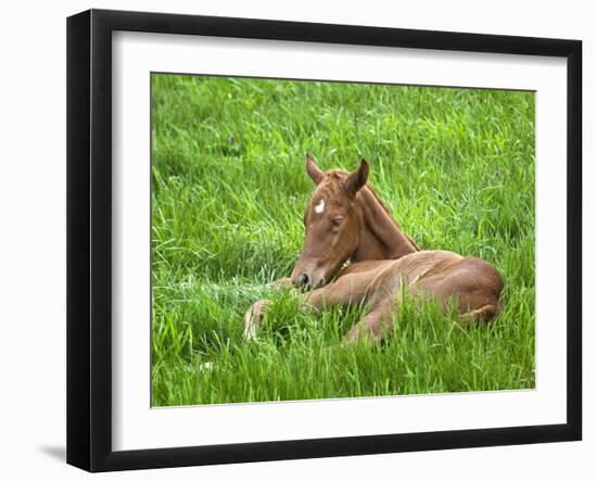 Thoroughbred Foal Lying in Grass, Donamire Horse Farm, Lexington, Kentucky, Usa-Adam Jones-Framed Photographic Print