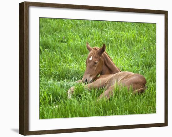 Thoroughbred Foal Lying in Grass, Donamire Horse Farm, Lexington, Kentucky, Usa-Adam Jones-Framed Photographic Print