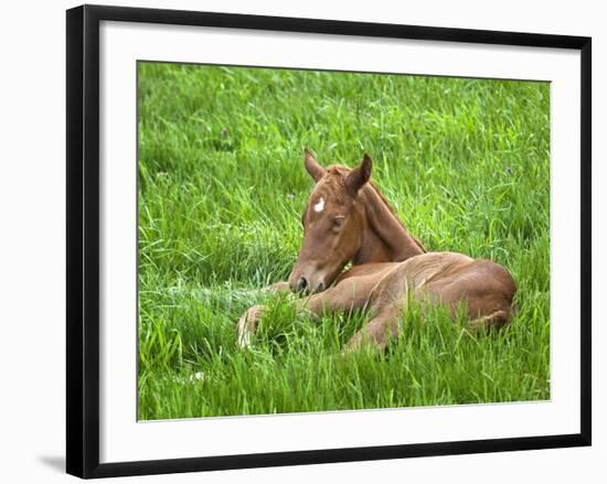 Thoroughbred Foal Lying in Grass, Donamire Horse Farm, Lexington, Kentucky, Usa-Adam Jones-Framed Photographic Print