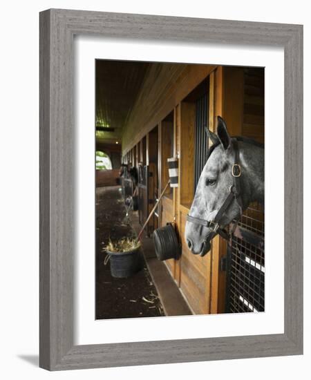 Thoroughbred Horse in Stall, Donamire Horse Farm, Lexington, Kentucky, Usa-Adam Jones-Framed Photographic Print