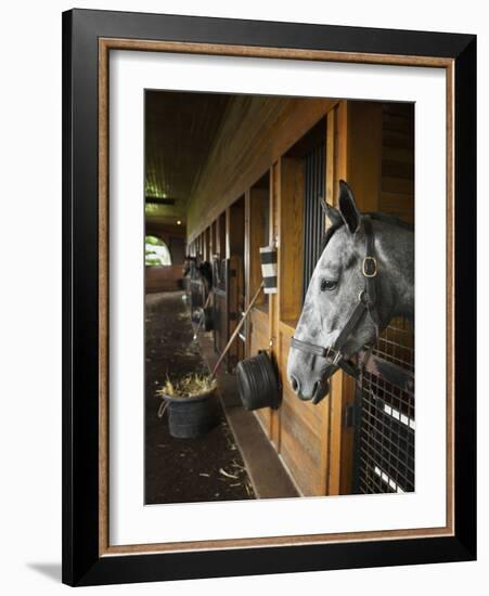 Thoroughbred Horse in Stall, Donamire Horse Farm, Lexington, Kentucky, Usa-Adam Jones-Framed Photographic Print