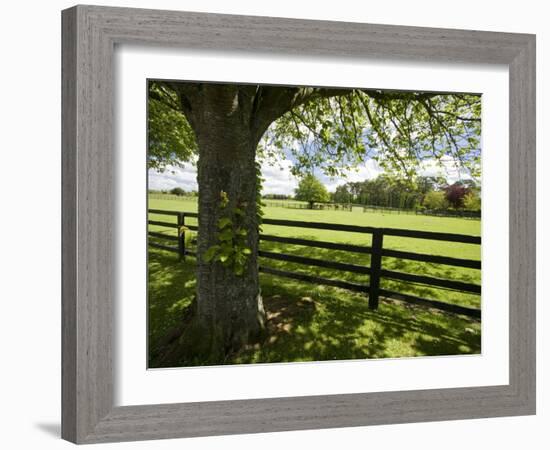 Thoroughbred Horse Raising, County Kildare, Ireland-William Sutton-Framed Photographic Print