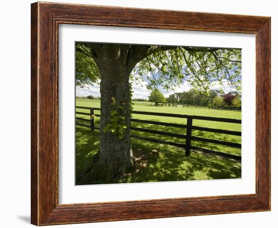 Thoroughbred Horse Raising, County Kildare, Ireland-William Sutton-Framed Photographic Print