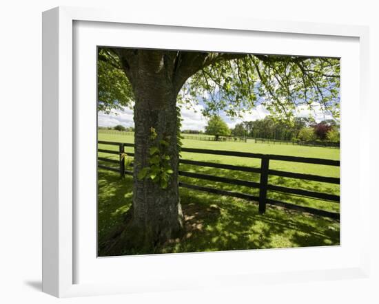 Thoroughbred Horse Raising, County Kildare, Ireland-William Sutton-Framed Photographic Print