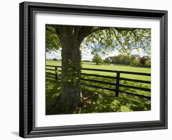 Thoroughbred Horse Raising, County Kildare, Ireland-William Sutton-Framed Photographic Print