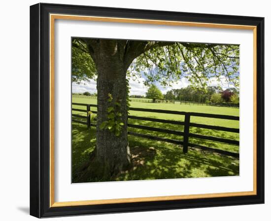 Thoroughbred Horse Raising, County Kildare, Ireland-William Sutton-Framed Photographic Print