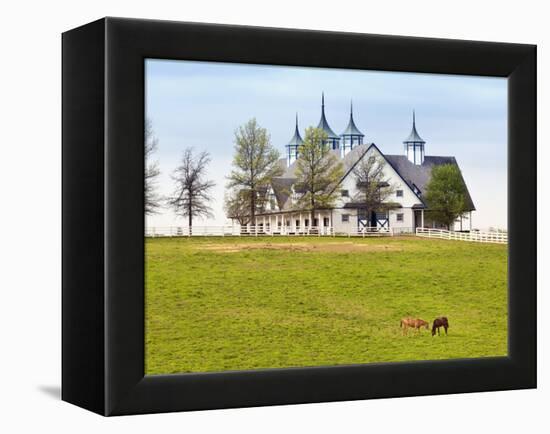 Thoroughbred Horses Grazing, Manchester Horse Farm, Lexington, Kentucky, Usa-Adam Jones-Framed Premier Image Canvas