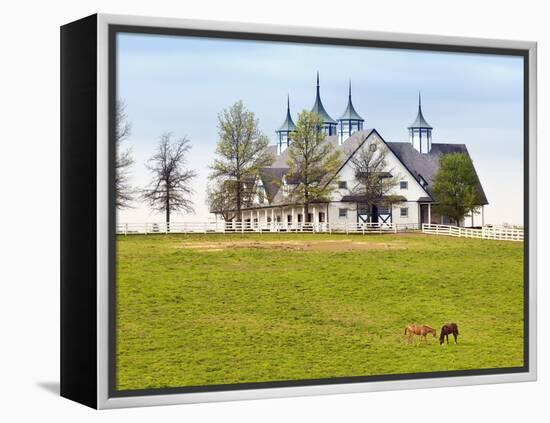 Thoroughbred Horses Grazing, Manchester Horse Farm, Lexington, Kentucky, Usa-Adam Jones-Framed Premier Image Canvas