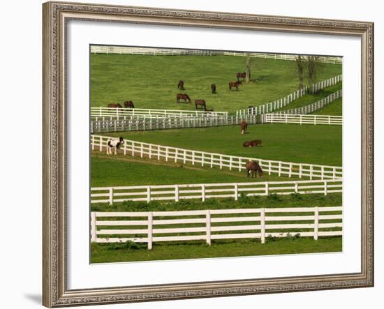 Thoroughbred Horses, Kentucky Horse Park, Lexington, Kentucky, USA-Adam Jones-Framed Photographic Print