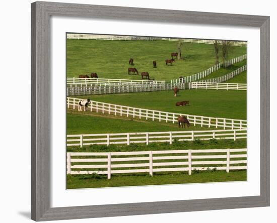 Thoroughbred Horses, Kentucky Horse Park, Lexington, Kentucky, USA-Adam Jones-Framed Photographic Print