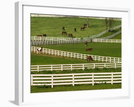 Thoroughbred Horses, Kentucky Horse Park, Lexington, Kentucky, USA-Adam Jones-Framed Photographic Print