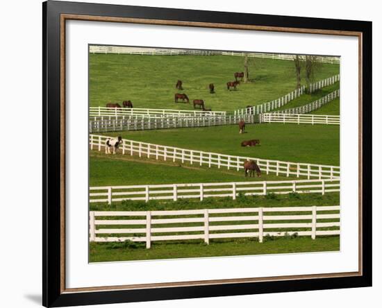 Thoroughbred Horses, Kentucky Horse Park, Lexington, Kentucky, USA-Adam Jones-Framed Photographic Print