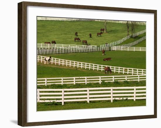 Thoroughbred Horses, Kentucky Horse Park, Lexington, Kentucky, USA-Adam Jones-Framed Photographic Print