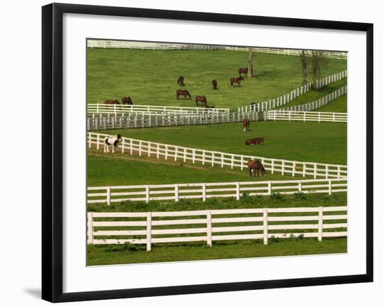 Thoroughbred Horses, Kentucky Horse Park, Lexington, Kentucky, USA-Adam Jones-Framed Photographic Print