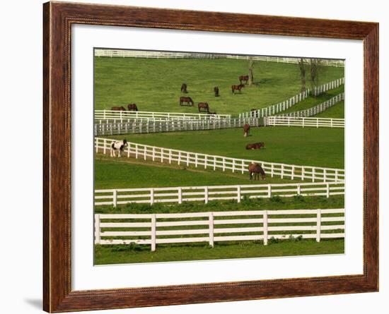 Thoroughbred Horses, Kentucky Horse Park, Lexington, Kentucky, USA-Adam Jones-Framed Photographic Print