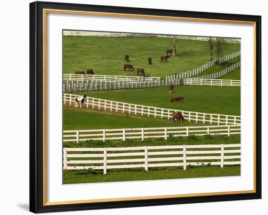 Thoroughbred Horses, Kentucky Horse Park, Lexington, Kentucky, USA-Adam Jones-Framed Photographic Print