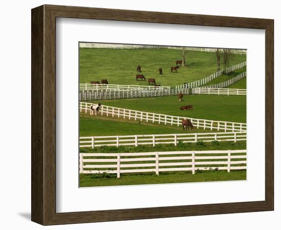 Thoroughbred Horses, Kentucky Horse Park, Lexington, Kentucky, USA-Adam Jones-Framed Photographic Print