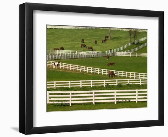 Thoroughbred Horses, Kentucky Horse Park, Lexington, Kentucky, USA-Adam Jones-Framed Photographic Print