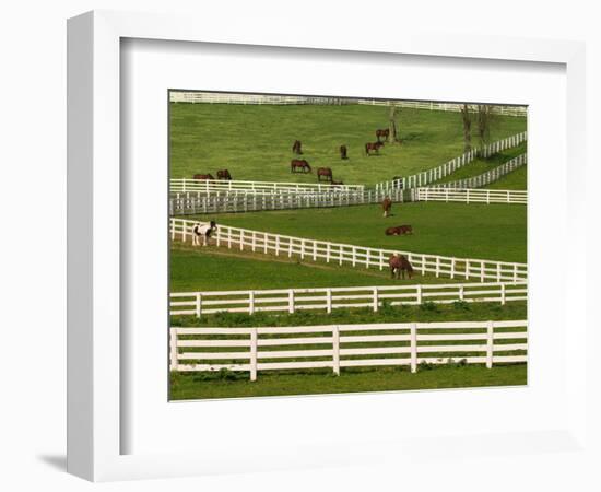 Thoroughbred Horses, Kentucky Horse Park, Lexington, Kentucky, USA-Adam Jones-Framed Photographic Print