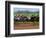 Thoroughbred Horses, Kentucky, USA-Adam Jones-Framed Photographic Print