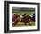 Thoroughbred Horses Racing at Keeneland Race Track, Lexington, Kentucky, USA-Adam Jones-Framed Photographic Print